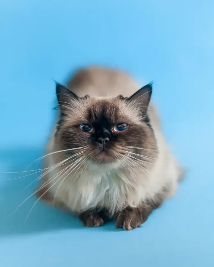 Indigo