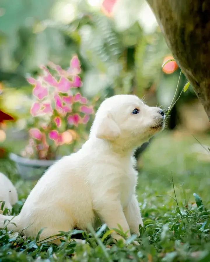 Toscane, Labrador Retriever