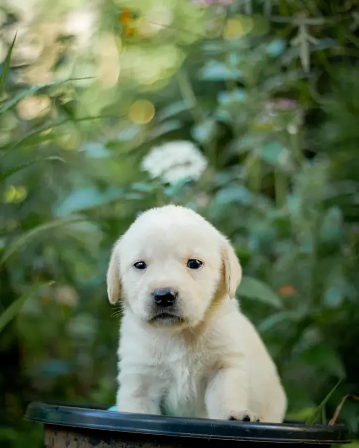 Texas, Labrador Retriever