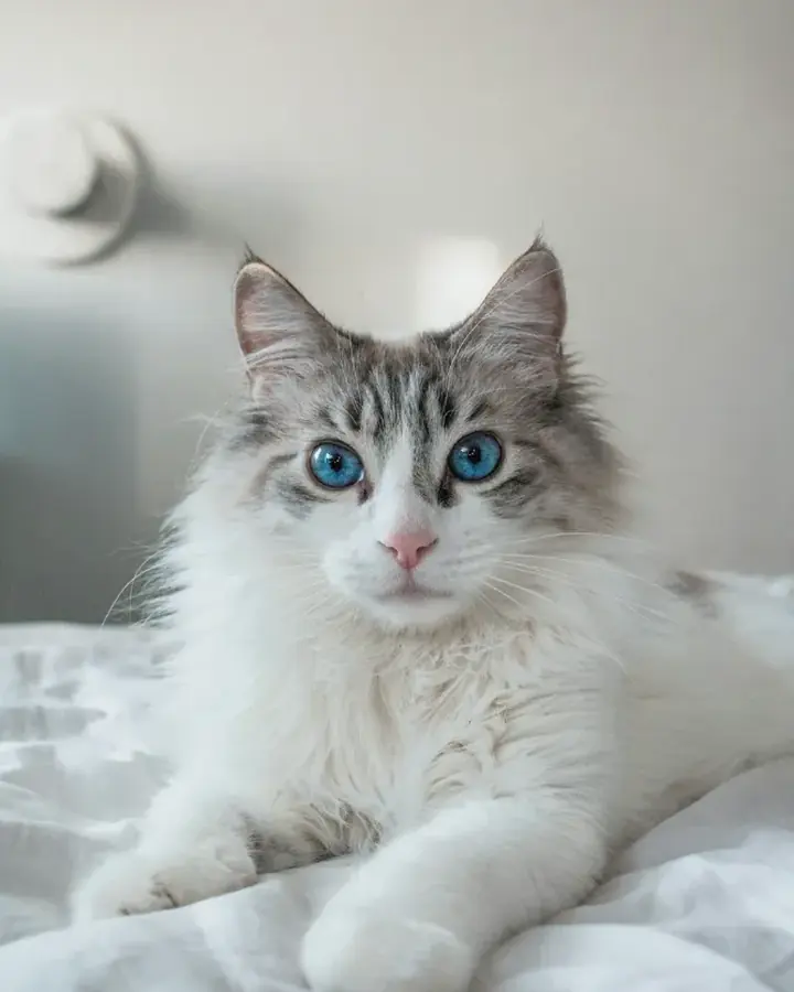 Céleste