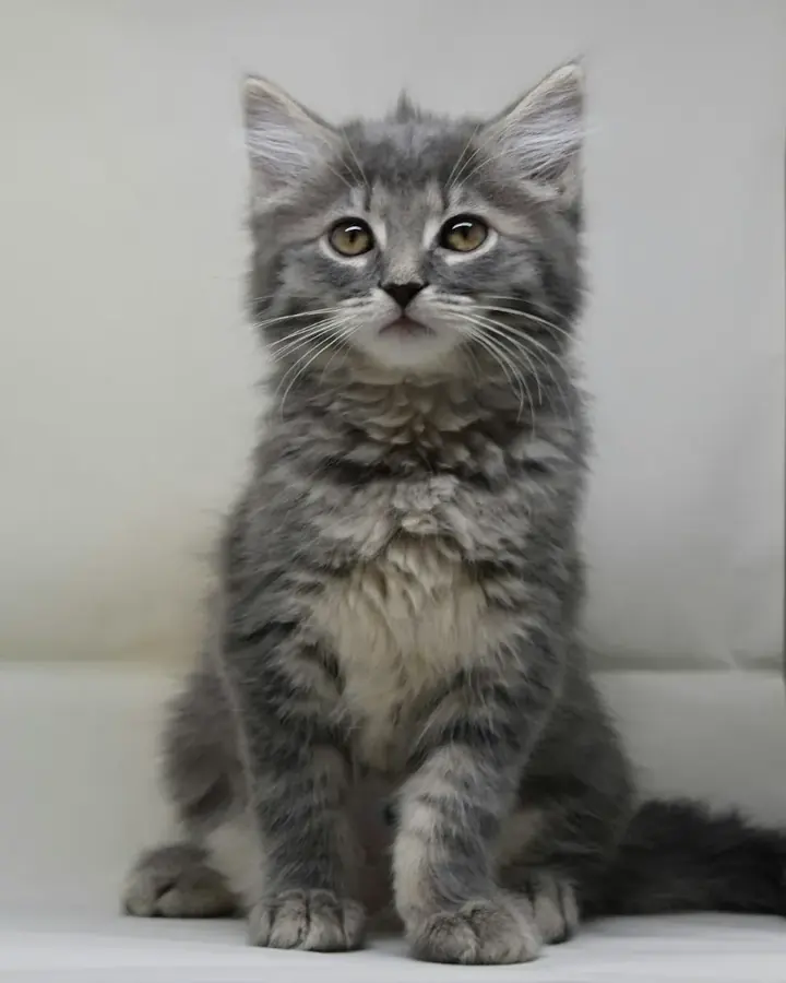 Sirius, Maine Coon
