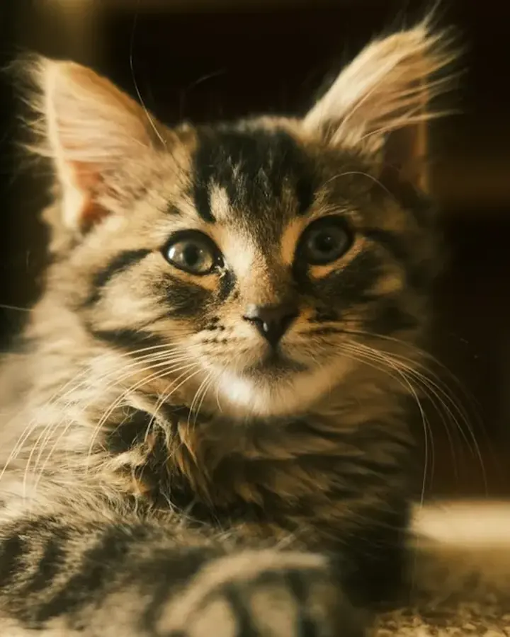 Altaïr, Maine Coon