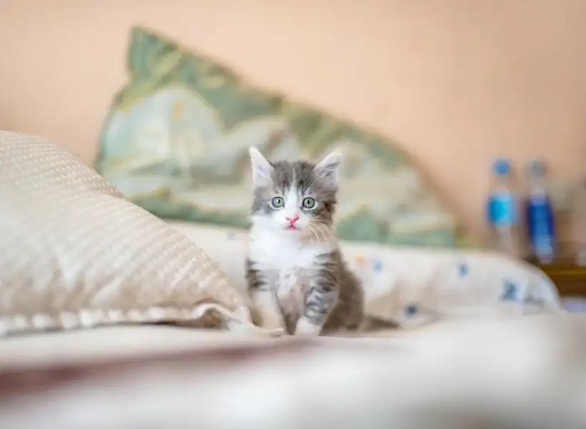 Chatterie des Tilleuls
